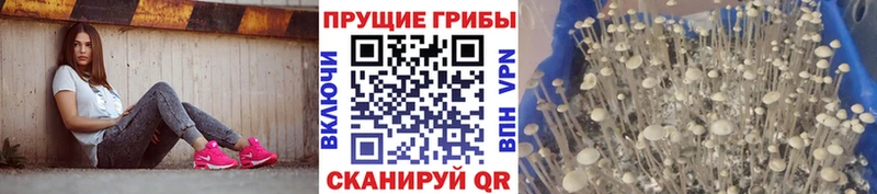 Псилоцибиновые грибы GOLDEN TEACHER shop клад Елизаветинская магазин